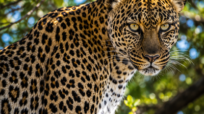 5-Day Lake Nakuru & Masai Mara Wildebeest Migration Safari (2026) - Image - 22033