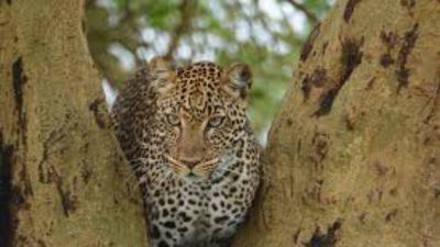 1 Day Lake Nakuru National Park Tour - Image - 18942