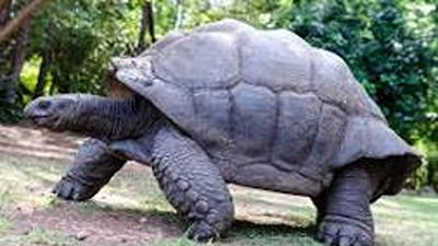 Haller Park Day Tour Mombasa Nature & Wildlife Experience - Image - 26116