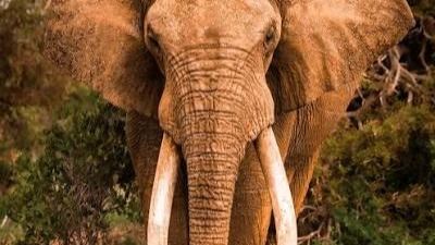 4-Day Tsavo East, West & Amboseli Safari from Mombasa - Image - 26043