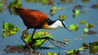 Ultimate Nairobi Wildlife Day Tour ,Nairobi in One Day Safari ,Sunrise Safari & Giraffe Experience - Image - 19842