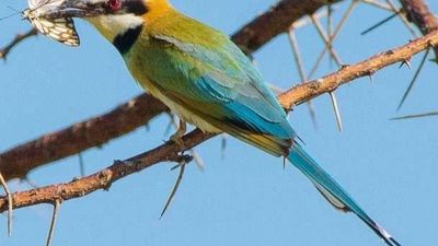3 Days Tsavo East & Tsavo West Safari- From Mombasa - Image - 25464