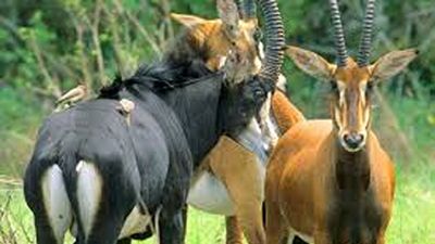 Shimba Hills Day Trip from Mombasa – Sable Antelope, Forest & Waterfalls Safari - Image - 21199