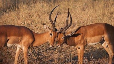 8DAYS BEST OF KENYA - Image - 15053
