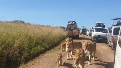 Kenyan Group Safari - Image - 15063