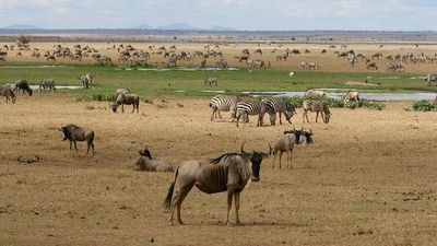 Kenyan Group Safari - Image - 15062