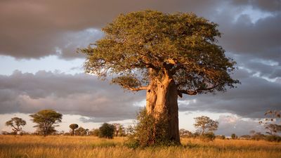 9 Days Tanzania Safari and Zanzibar Beach Escape - Image - 9545