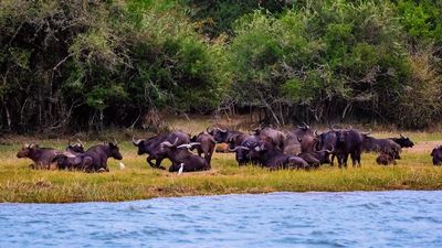 7-Day Rwanda Primate and Safari Adventure: Volcanoes, Nyungwe and Akagera - Image - 11326