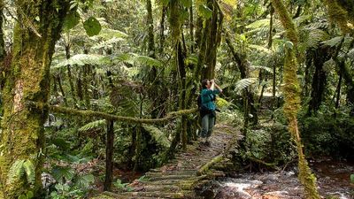 4-Day Short Vacation to Uganda - Gorilla Trekking Bwindi - Image - 26690
