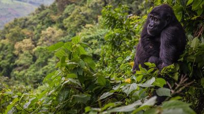 14-Day Uganda Vacation Package and Tour to See Gorillas - Image - 26670