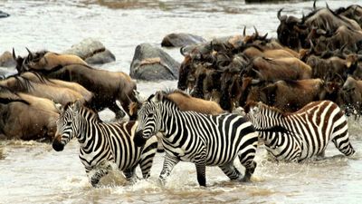 6‑Day Big Five Safari Experience and Exceptional Wildlife Encounters - Image - 11814