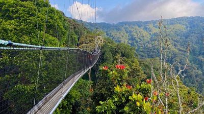 7-Day Rwanda Primate and Safari Adventure: Volcanoes, Nyungwe and Akagera - Image - 11323