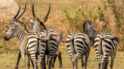 6-Day Budget Friendly African Safari and Gorilla Trekking - Image - 26673