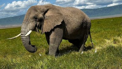 2-Day Luxury Safari to Tarangire and Ngorongoro Crater - Image - 8435