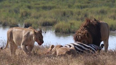 6-Day Tanzania Budget-Friendly Group Camping Adventure - Image - 21814