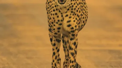 6 Days / 5 Nights Maasai Mara, Lake Naivasha, Amboseli & Tsavo West Safari - Image - 14579