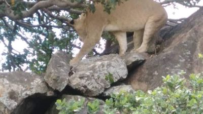4 Days Unforgettable Tanzania Wildlife safari - Image - 20793