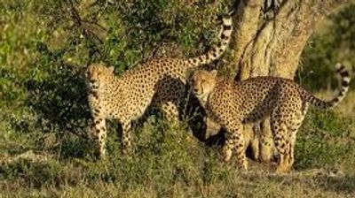 Ultimate Nairobi Wildlife Day Tour ,Nairobi in One Day Safari ,Sunrise Safari & Giraffe Experience - Image - 19845