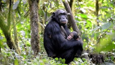 6-Day Budget Friendly African Safari and Gorilla Trekking - Image - 26677
