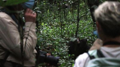 2 Days Nyungwe Chimpanzee Trekking Rwanda Safari - Image - 21837