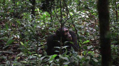 2 Days Nyungwe Chimpanzee Trekking Rwanda Safari - Image - 21840