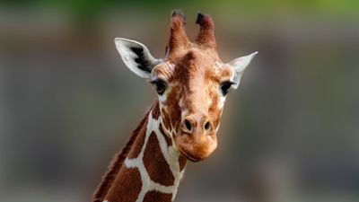 5-Day Luxury Honeymoon Safari Escape - Image - 17966