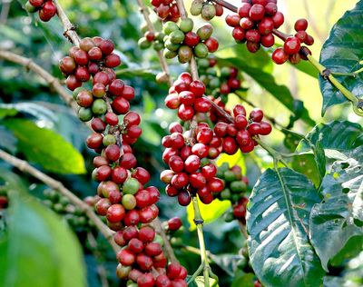 Discover Uganda on a 12-Day Journey from Tropical Glaciers to Chimps & Coffee - Image - 3659