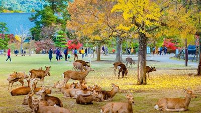 HÀ NỘI – GIFU – NAGOYA – KOBE – KYOTO – OSAKA 5N4Đ BAY VN - Image - 6753