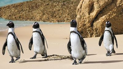 10-Day South Africa Wildlife Safari Tour - Image - 14037