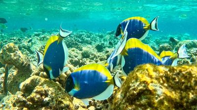 Omadhoo Hidden Gem: Whale Shark Territory | 4 Nights at Coral View Inn, South Ari Atoll - Image - 17937