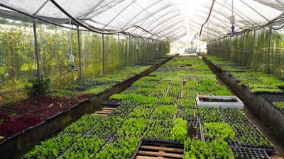 Philippines Journey: Costales Nature Farm Day Tour - Image - 9864
