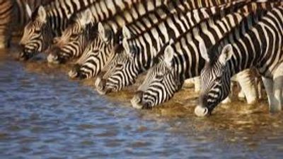 5 Days Rhinos, Lions & The Legendary Masai Mara Safari Tour - Image - 19947