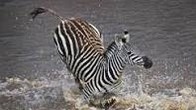 5 Days Rhinos, Lions & The Legendary Masai Mara Safari Tour - Image - 19949