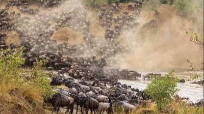 5 Days Masai Mara Migration & Nakuru Big Five Budget Safari - Image - 21768