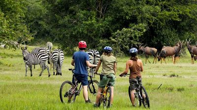 4-Day Short Vacation to Uganda - Gorilla Trekking Bwindi - Image - 26691