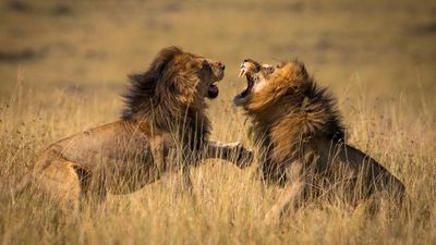 6 Days / 5 Nights Maasai Mara, Lake Naivasha, Amboseli & Tsavo West Safari - Image - 14580