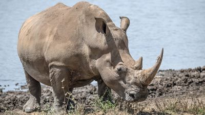 8 Days Ndutu Calving Season Serengeti Migration Tanzania Safari - Image - 9617