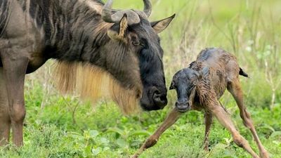 5-Day Northern Tanzania Safari Adventure: Tarangire, Serengeti & Ngorongoro Discovery - Image - 17845