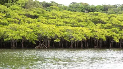 Morning Santubong Wildlife and Mangrove Cruise – Malaysia - Image - 11164