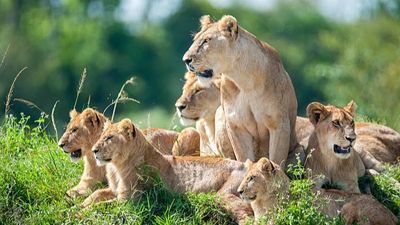 7-Day Kenya Safari Tour: Ultimate Cultural and Safari Adventure Experience - Image - 25407