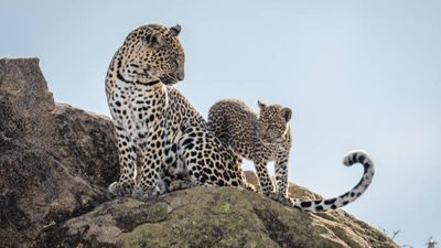 7-Day Kenya Safari Tour: Ultimate Cultural and Safari Adventure Experience - Image - 25402