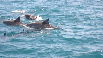 Maldives Island Escape - Turtle Snorkelling, Dolphin Cruise & Beach BBQ | 5 Days - Image - 15117