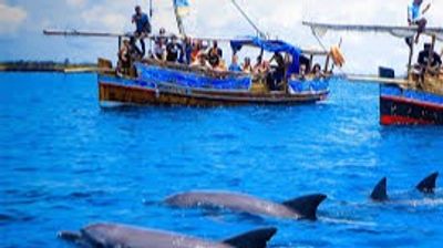 Wasini Island Dolphin Tour & Kisite Marine Park - Image - 21256