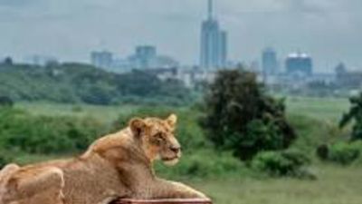 Nairobi National Park Day Tour - Image - 18891