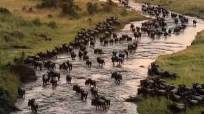 4-Day Journey into the Great Migration Wonderland - Image - 25016