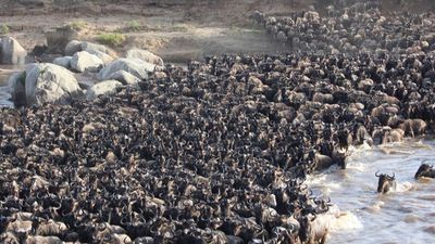 8-Day Encounter the Big 5 & Mt Kilimanjaro & Coffee Tour - Image - 21739