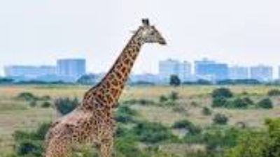 Nairobi National Park Day Tour - Image - 18889