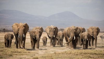 8-Day Encounter the Big 5 & Mt Kilimanjaro & Coffee Tour - Image - 21740