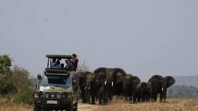 3-day Akagera National Park Wildlife Safari - Image - 21845