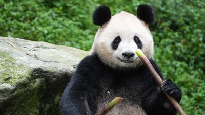 HÀ NỘI - CỬU TRẠI CÂU - LẠC SƠN - THÀNH ĐÔ - TRẤN CỔ LẠC ĐỚI - Cao tốc 2 chiều 6N5Đ - Image - 13213